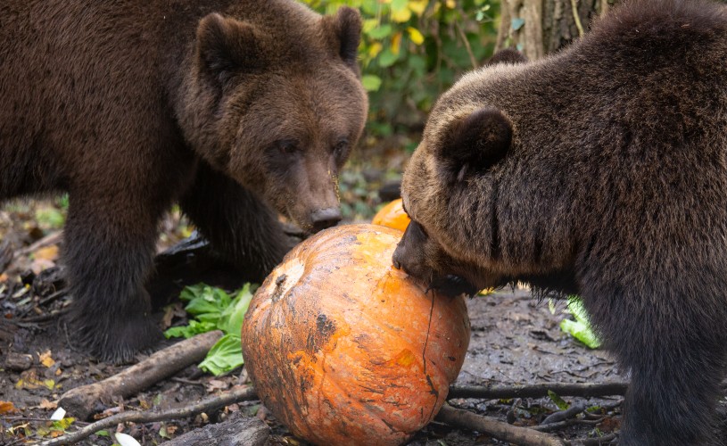 Bears sniffing a pumpkin at Wild Place Project